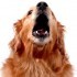 CS_20100304_barking dog2